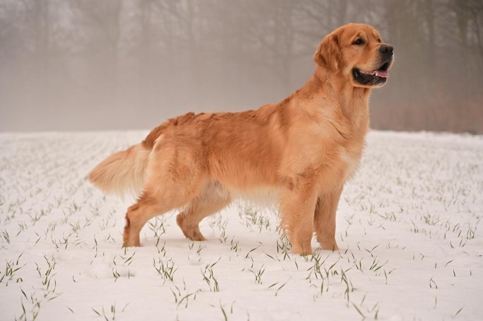 AnotherKiss Enzo Brdské zlato